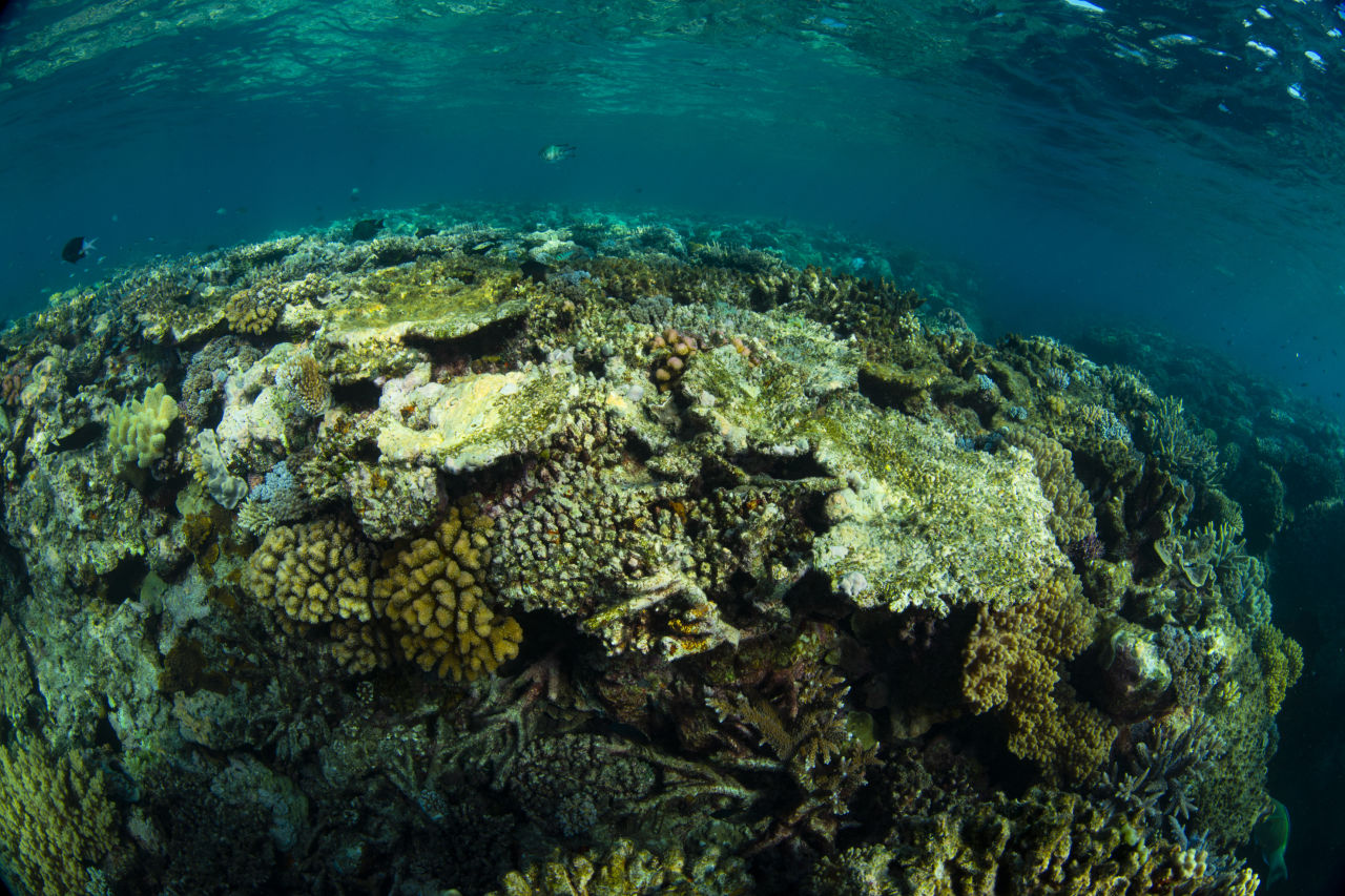 When corals are under stress due to changes in their environment – like increased water temperatures – they can bleach, losing their vibrant colours and turning white. Credit: Gary Cranitch, Queensland Museum