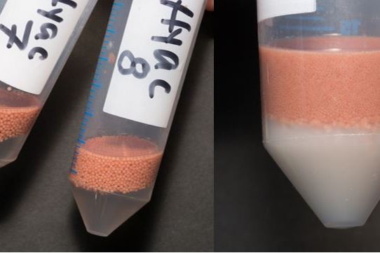 Coral egg and sperm bundles after collection (left) and after the sperm and eggs are separated (right). Credit: R. J. Hobbes