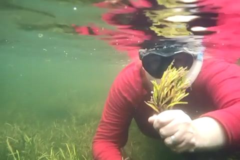 Emma used seagrass flowers like these in her wedding bouquet. Supplied: Emma Jackson