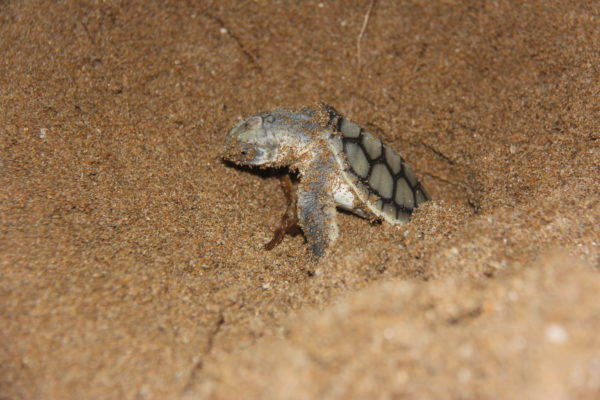 Turtle hatchling emerging from the nest. Credit: Fitzroy Basin Association.