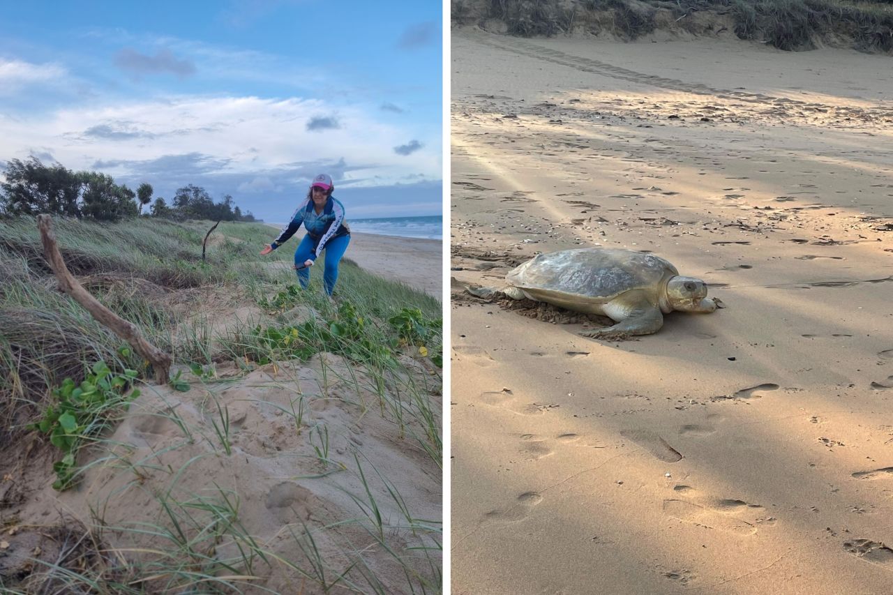 Left: Rebecca, during daily beach monitoring, pointing out the location of a recently laid nest on the Capricorn Coast. Right: Flatback turtle returning to the ocean after laying. Credit: FBA 