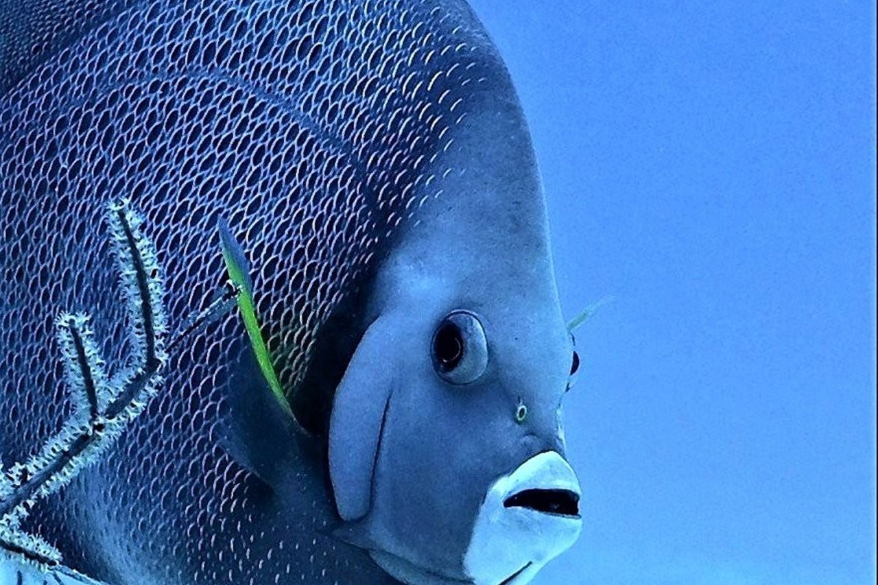 French Angelfish. Photo credit: UNESCO and John Savage