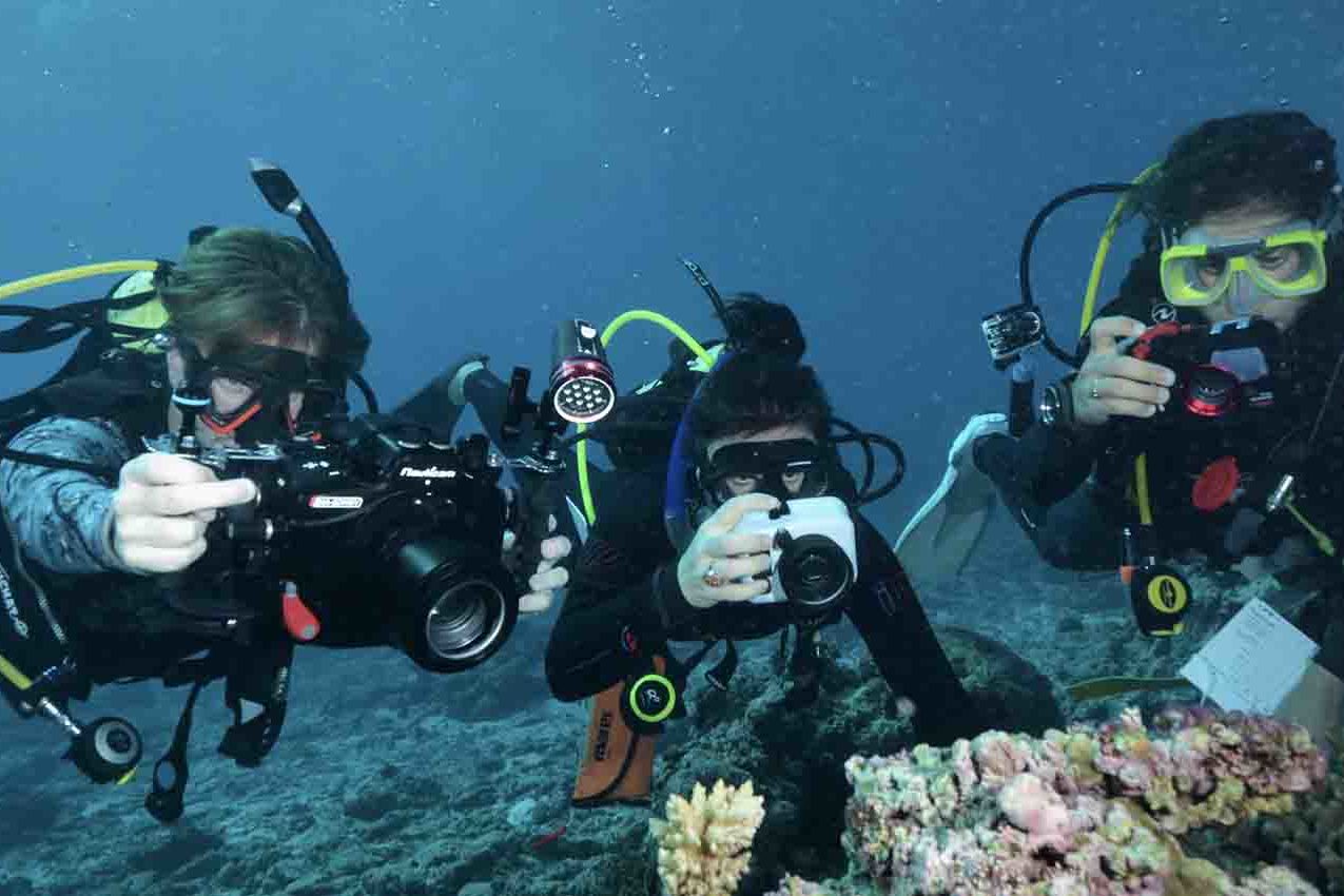 Credit Virtual Reef Diver.