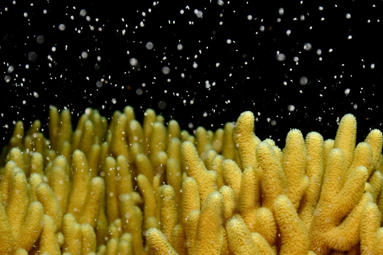 Once a year, corals spawn releasing millions of eggs and sperm into the water. When this happens, we collect some of the spawn and take it to our floating pools.