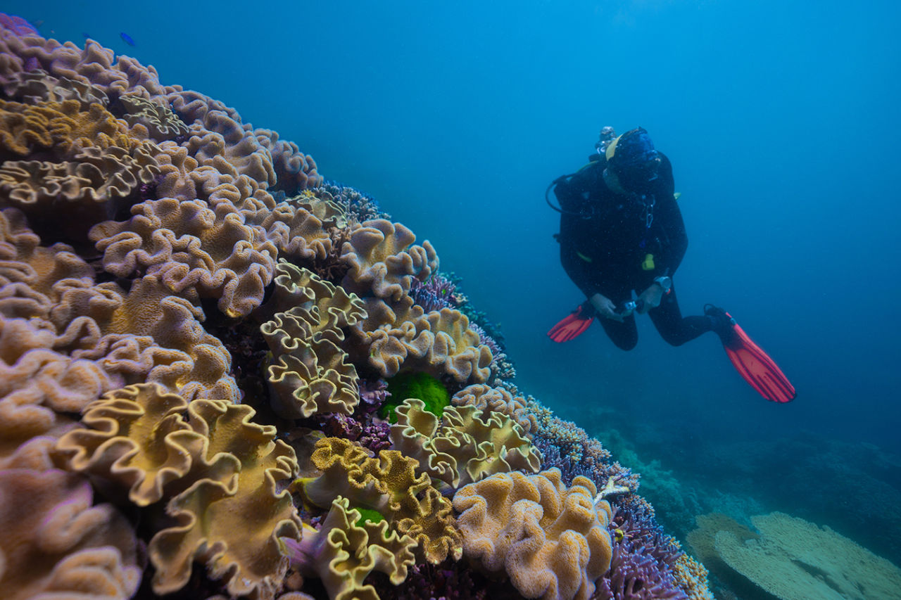 Your observations of the Reef can drive real-world action. Credit: Bendi Media.