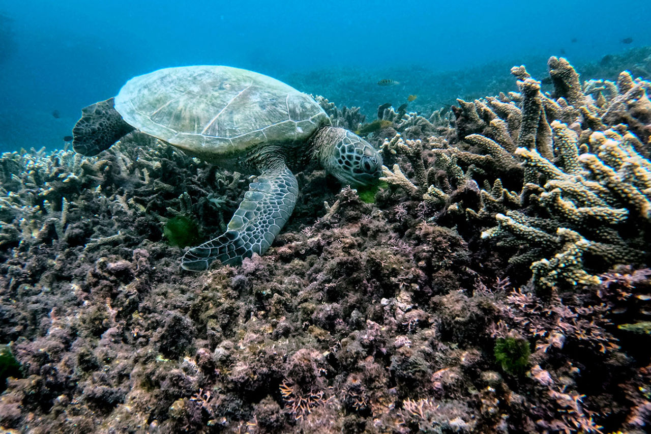 Lions and Wallabies players swam with turtles and dolphins while experiencing the Great Barrier Reef. Credit: Dan Sheridan | British Irish Lions.