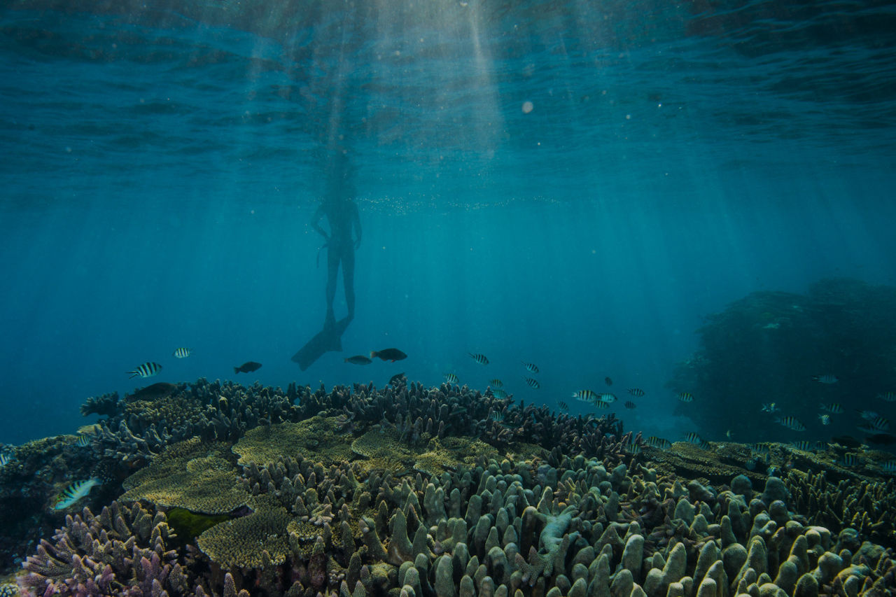 📷 Gary Cranitch - Great Barrier Reef Diver