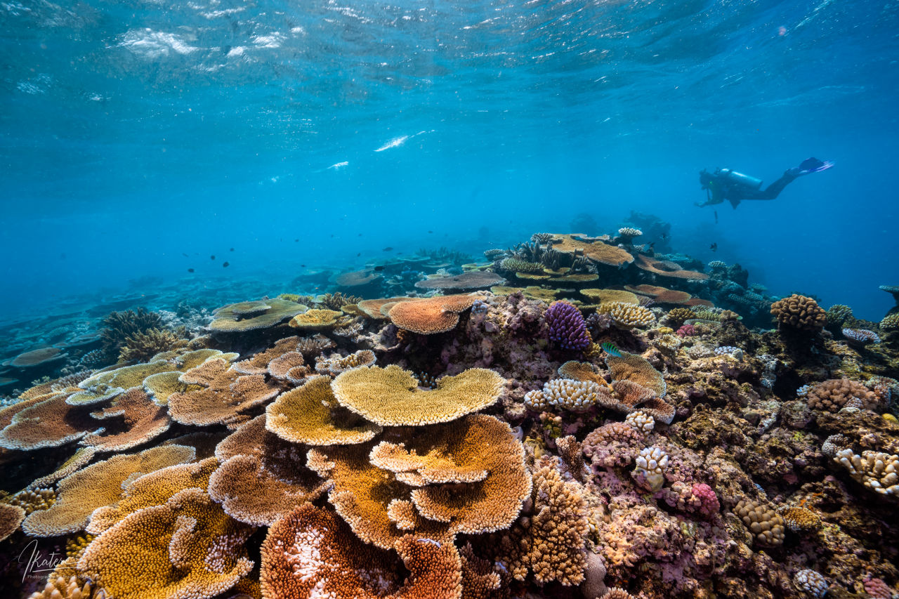 Great Reef Census surveys taking place on Poseidon, Agincourt Reef 2. Credit: Brad Fisher - Ikatere Photography