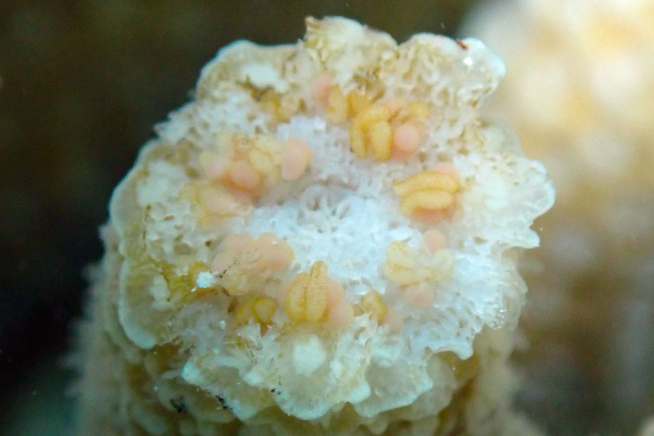 An adult coral from the 2016 Coral IVF trial preparing to spawn. Credit: Christina Langley -Southern Cross University