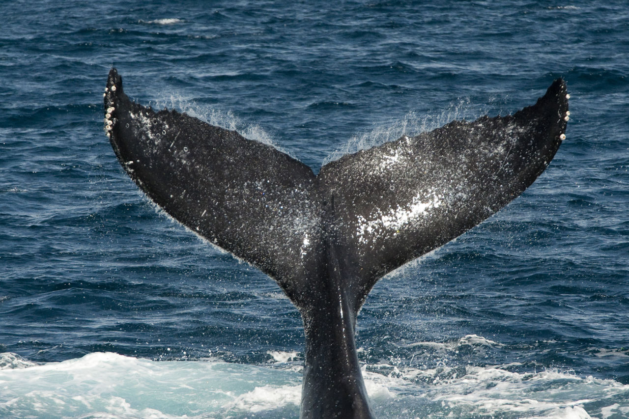Humpbacks 'talk' by slapping their tails on the water's surface.