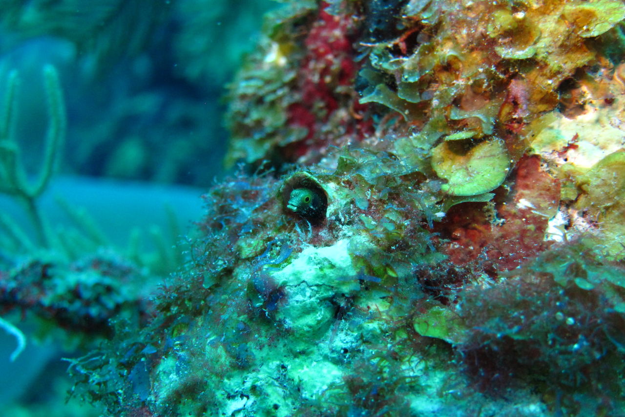 Belize Barrier Reef system is home to an incredible range of biodiversity like this Spinehead Blenny. Credit: Jenn Loder.