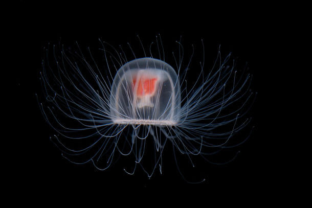 Turritopsis dohrnii, the so-called "immortal jellyfish," can hit the reset button and revert to an earlier developmental stage if it is injured or otherwise threatened. © Takashi Murai/The New York Times Syndicate/Redux