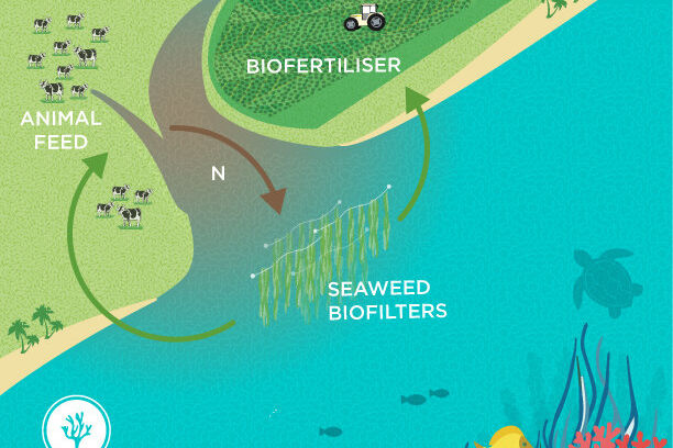 Source: Australian Seaweed Institute