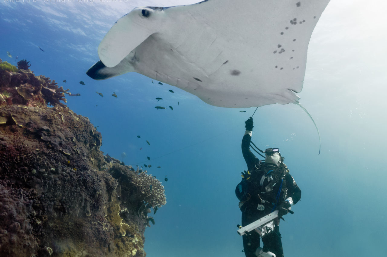 Kathy collecting a DNA sample from a manta ray. Credit: Amelia Armstrong