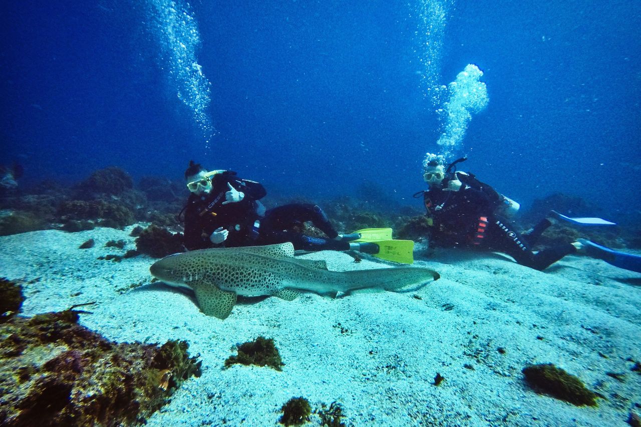 Loic was inspired to get his diving certification when doing university exchange in Australia. 