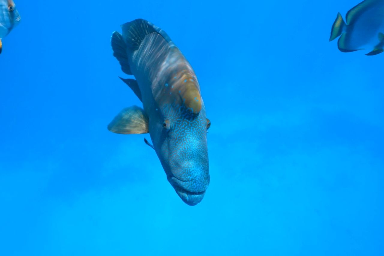 An adult Māori wrasse (Cheilinus undulatus) swimming.