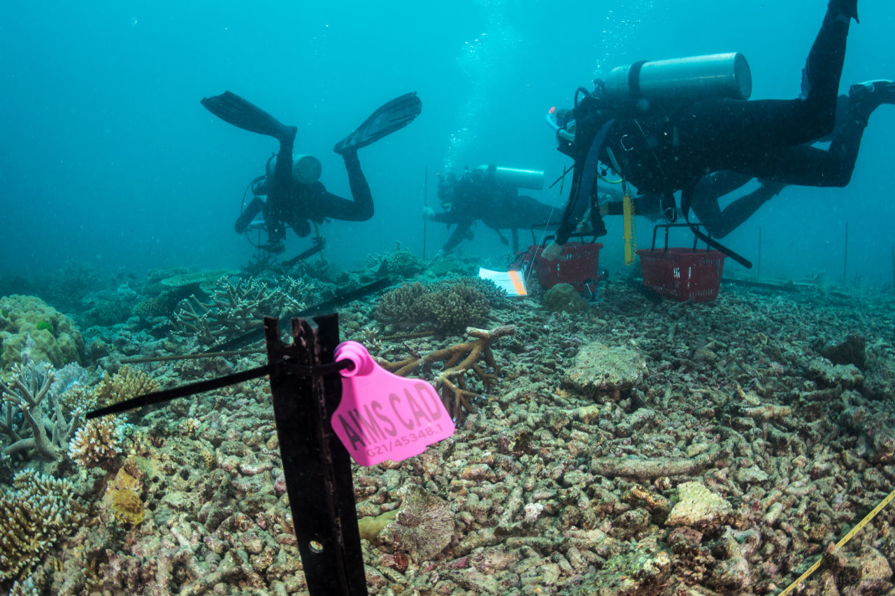 AIMS Coral seeding devisces being installed