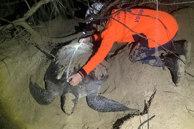 Volunteers help measure and track nesting turtles. Credit: Nev McLachlan