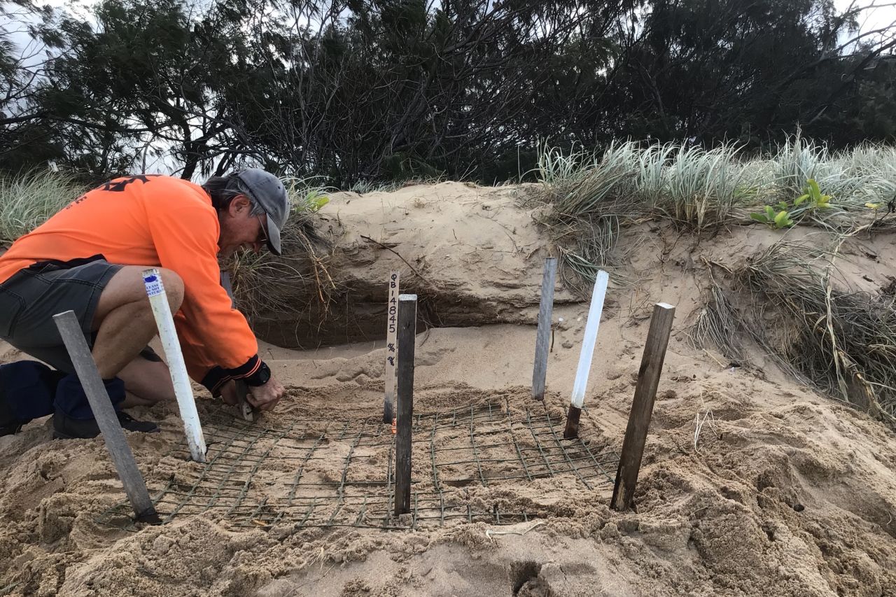 Nev clears excess sand before removing the mesh. Credit: Nev & Bev McLachlan