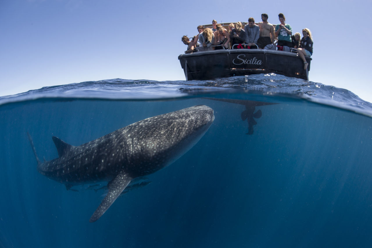 A curious whale shark approaches a tourism vessel at Ningaloo Reef. Credit: DBCA and Sam Lawrence.
