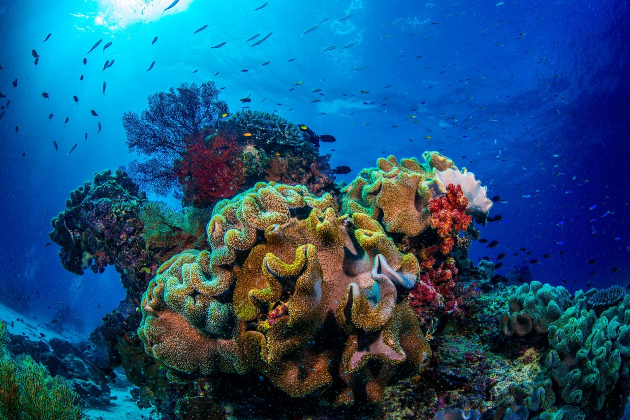 Underwater coral landscape. Credit: Gary Cranitch, Queensland Museum 