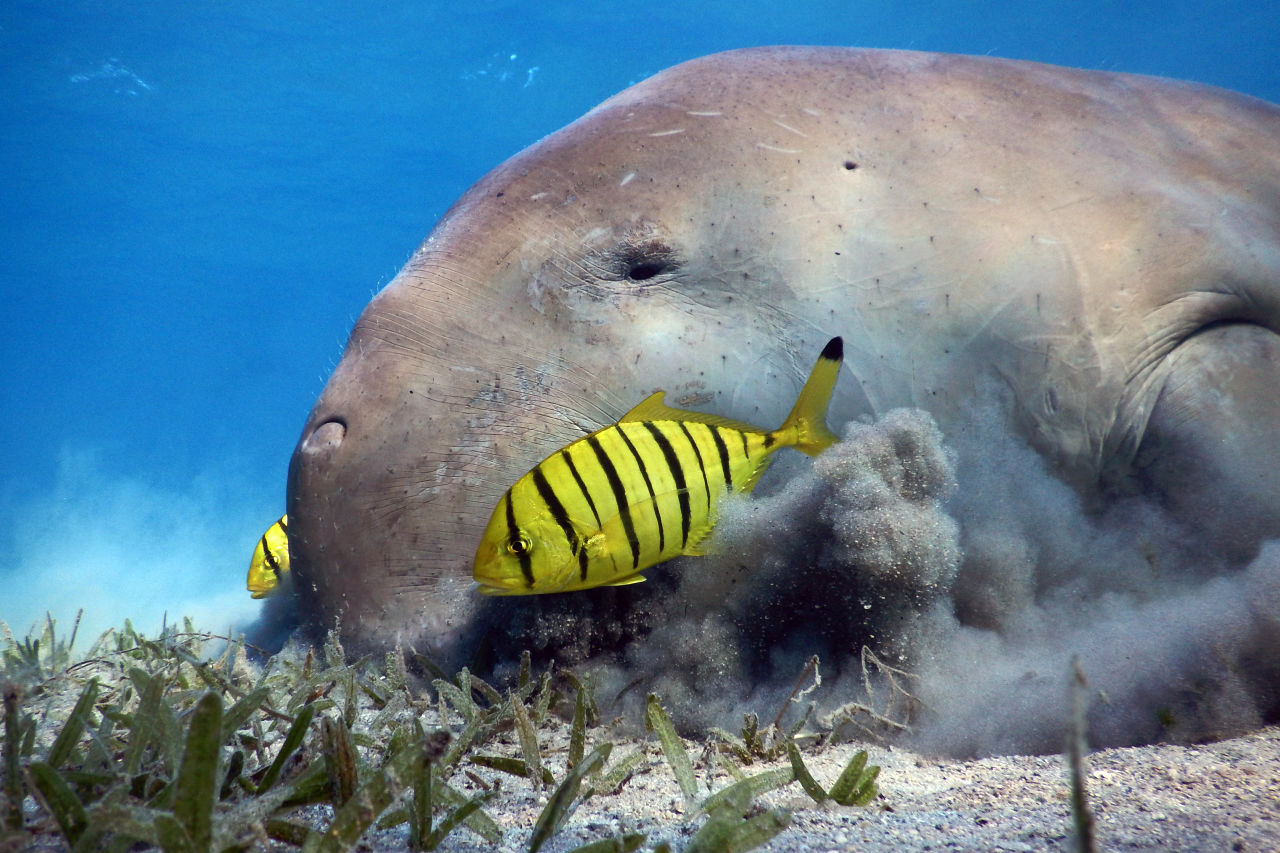 Dugongs have specialised grinding teeth that help them break down tough seagrass leaves.  Credit: Anett Szaszi, Ocean Image Bank 