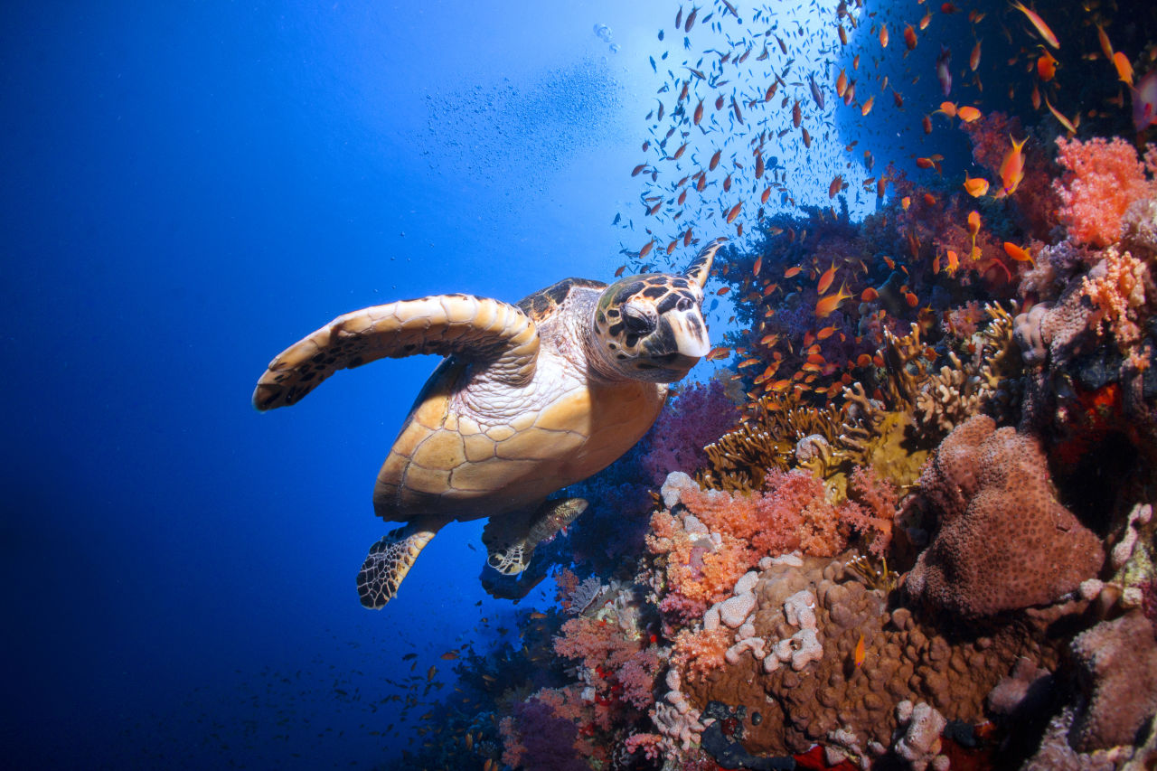 The endangered hawksbill turtle. Credit: Cinzia Osele Bismarck, Ocean Image Bank.