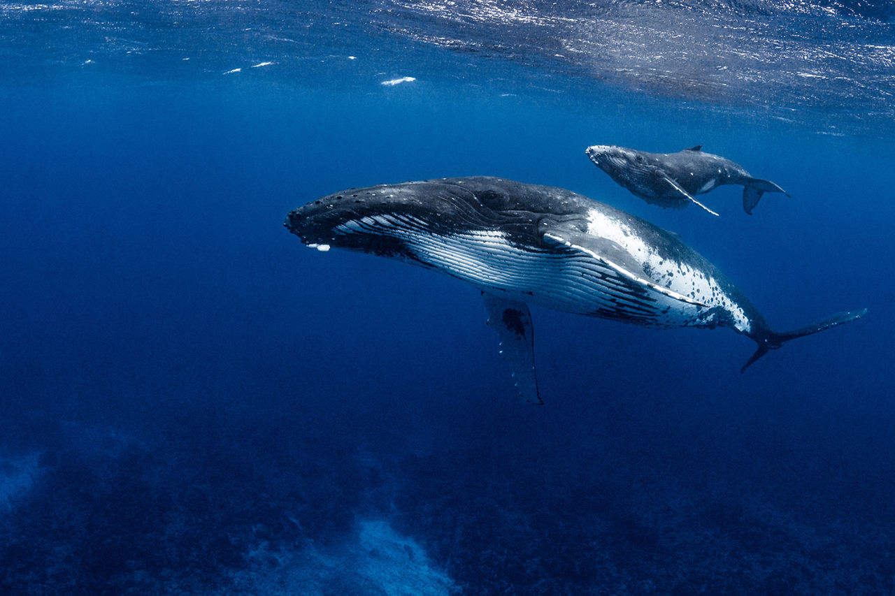  Humpback whales whisper with their calves to avoid detection.