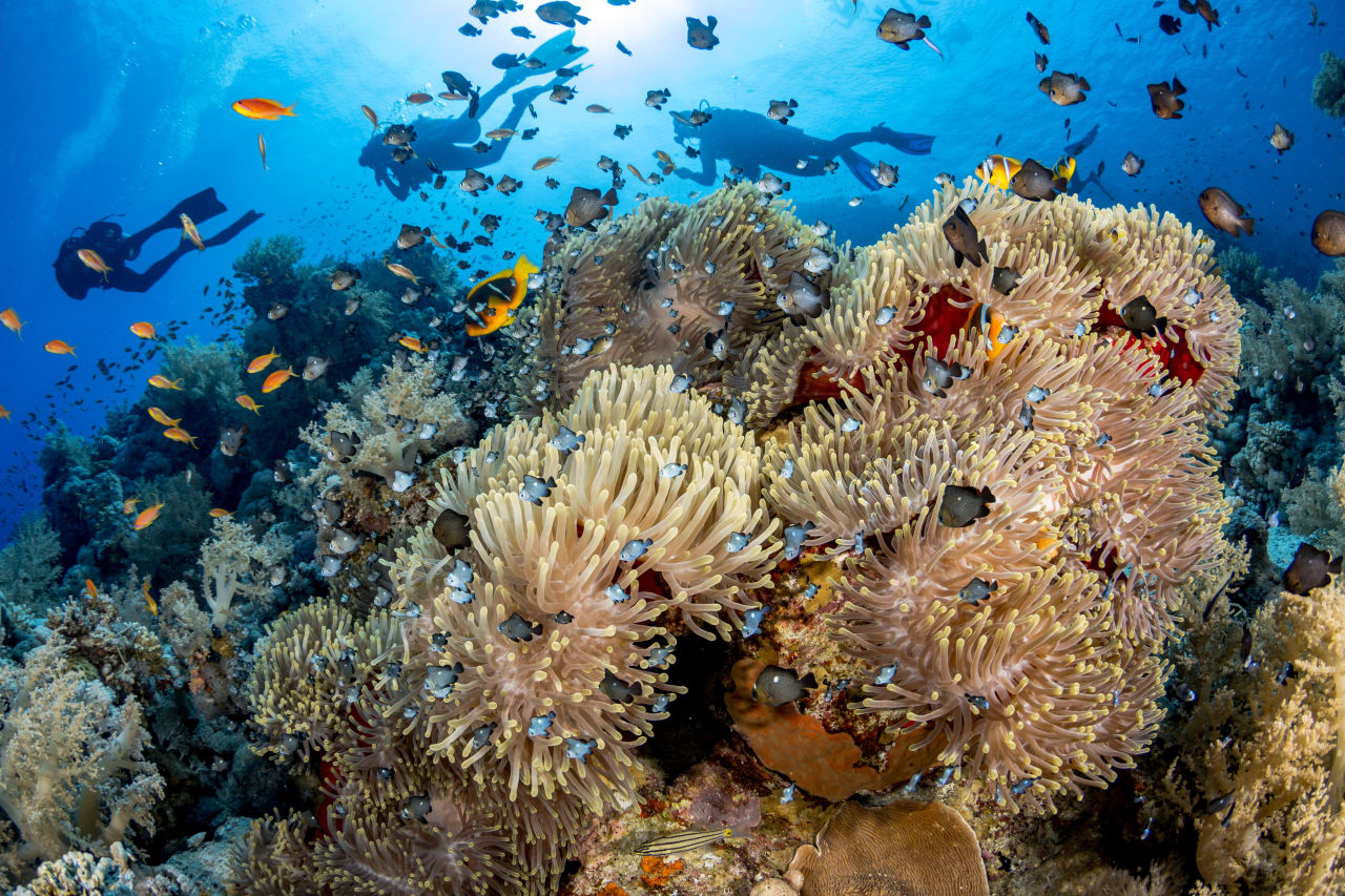 These corals living off the coast of Egypt have evolved to survive in very different conditions to those from the Great Barrier Reef.  Credit: Renata Romeo, Ocean Image Bank 