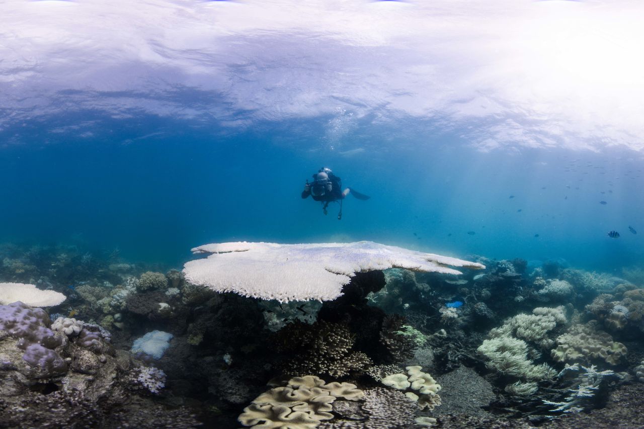 Coral bleaching on the Great Barrier Reef, 2017. Credit: Ocean Image Bank.