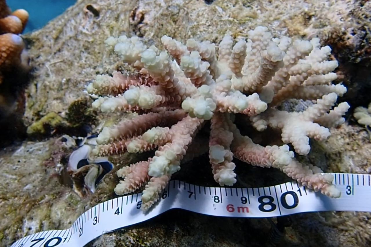 One of the outplanted corals. Credit Lorna Howlett - University of Technology Sydney