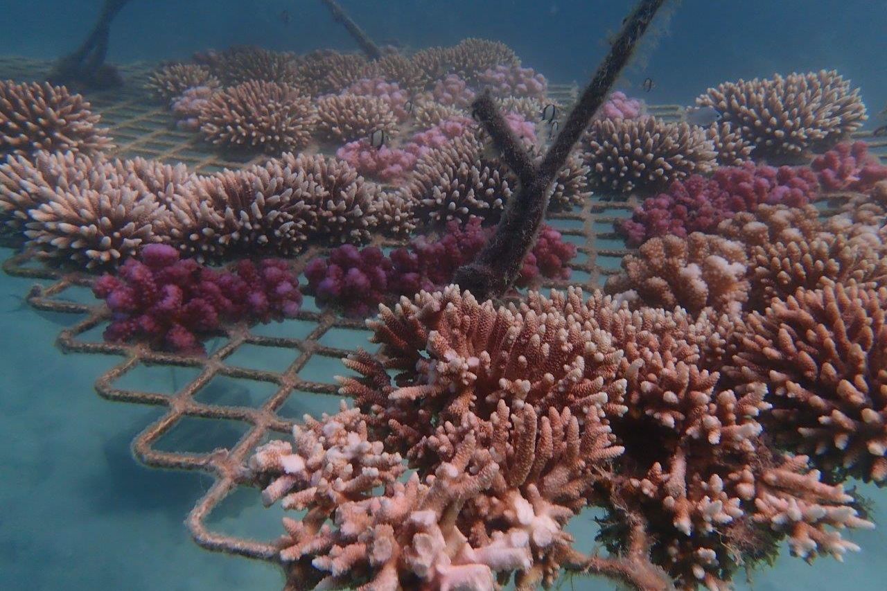 Corals growing on underwater coral nursery frames. Credit: Wavelength Reef Cruises