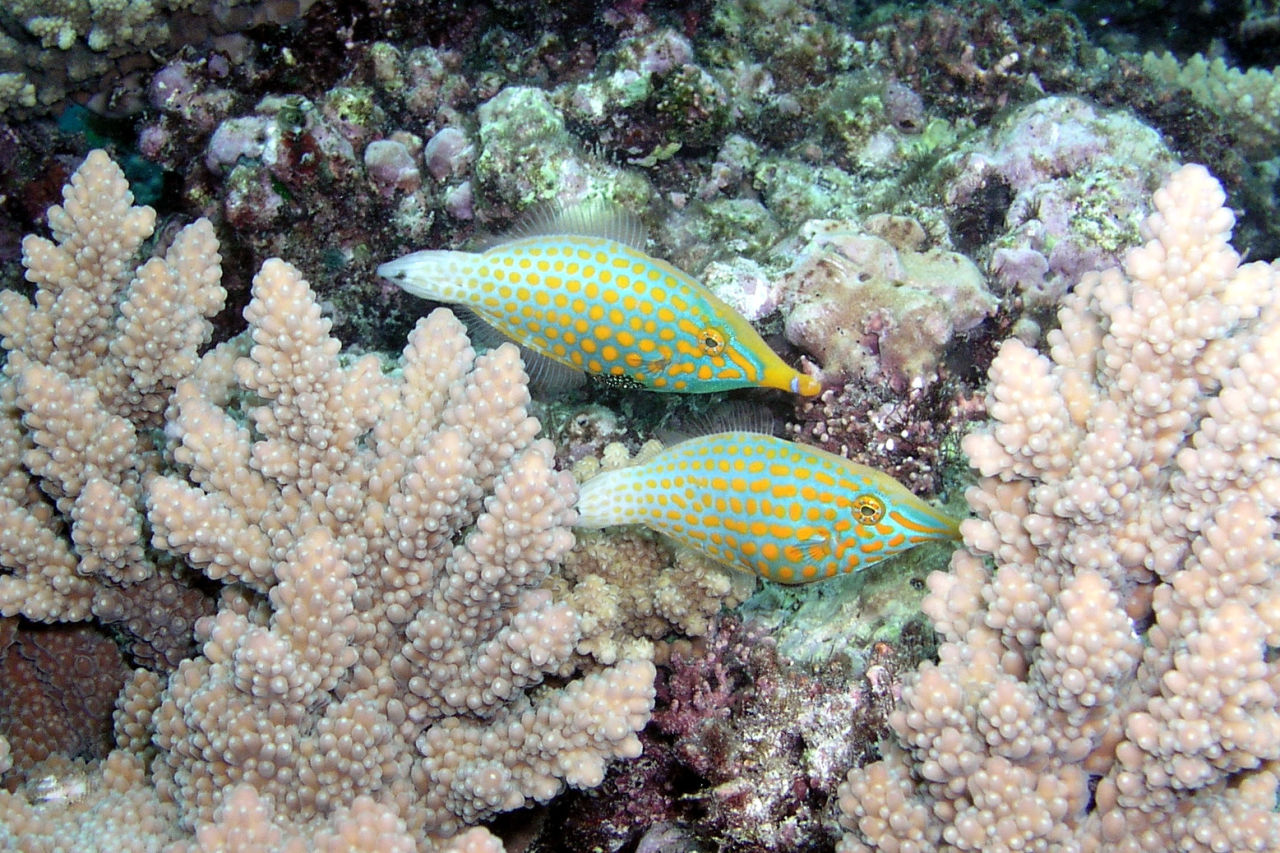 Orange spotted filefish. Credit: Sascha Schulz, Atlas of Living Australia.