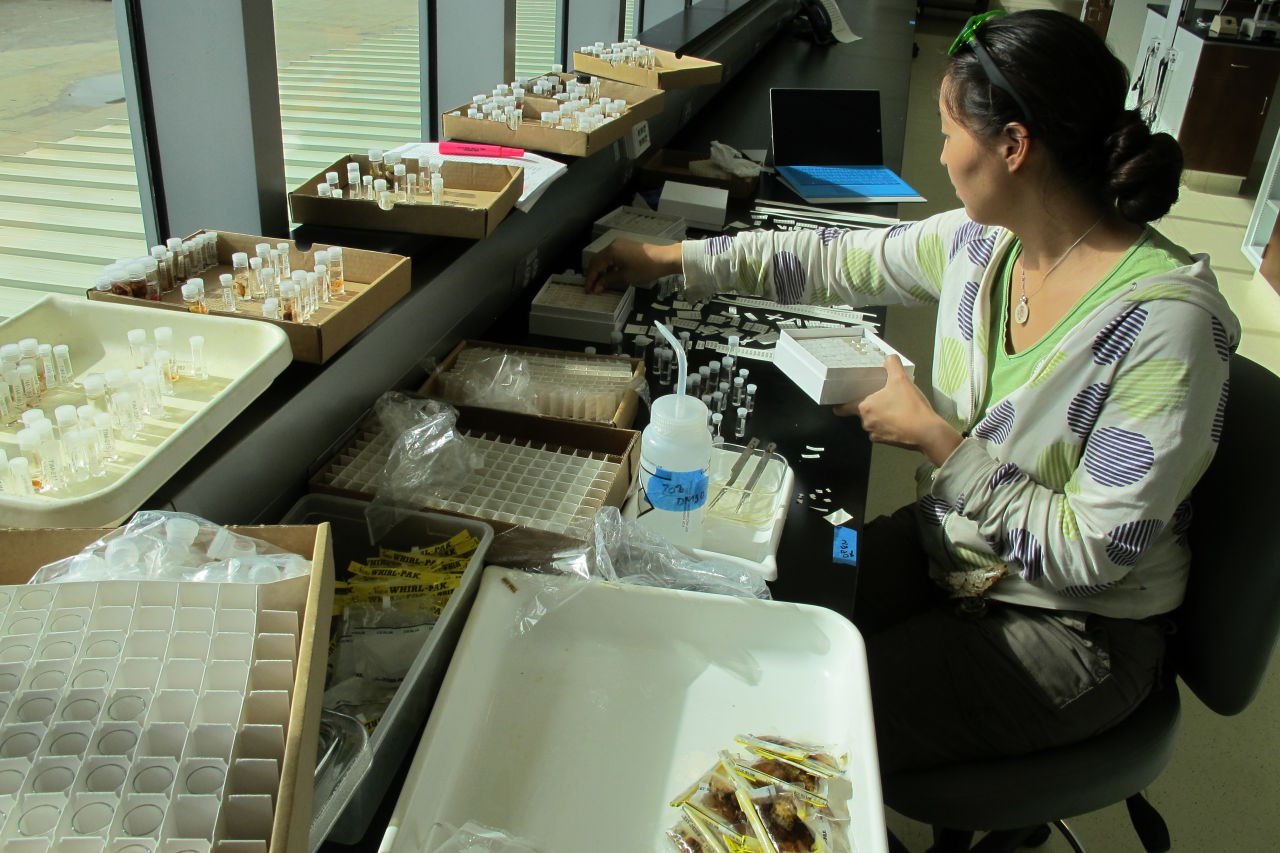 Subsampling crabs at NOAA. Credit: Coral Reef Ecosystems