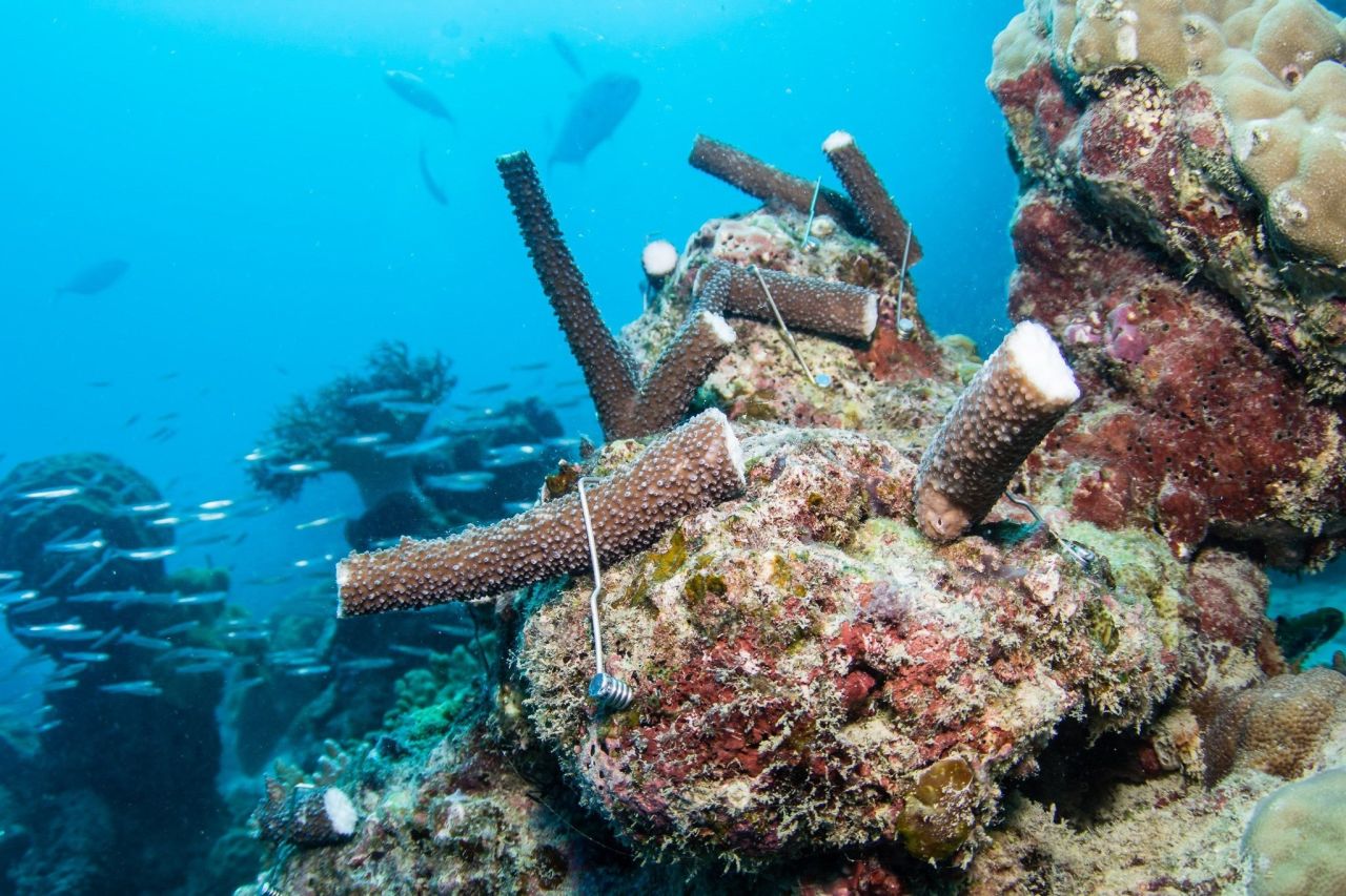 Planted coral fragments with CoralClip®. Credit Wavelength Reef Cruises