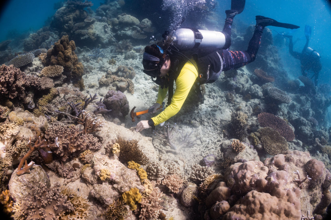 Researchers on Sailaway in Port Douglas using the CoralClip®. Credit: Pablo Cogollos.