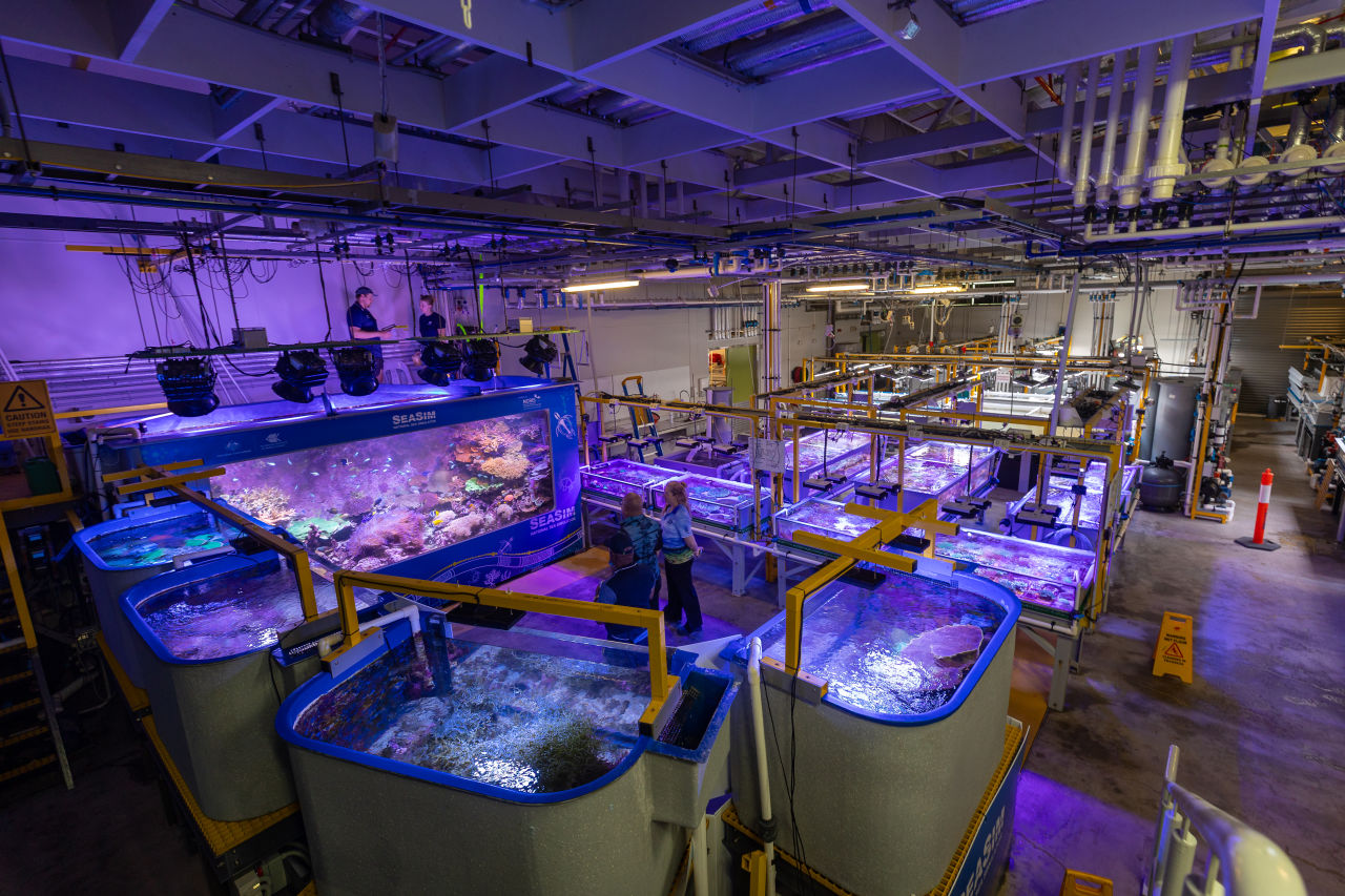 The Australian Institute of Marine Science's National Sea Simulator in Townsville provides the controlled conditions needed to advance research into heat-evolved symbionts.