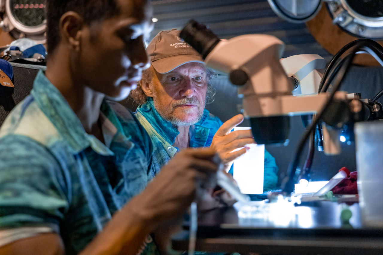 Researchers are working to scale-up Coral IVF so it can be used to restore large areas of damaged reefs. Credit: Southern Cross University