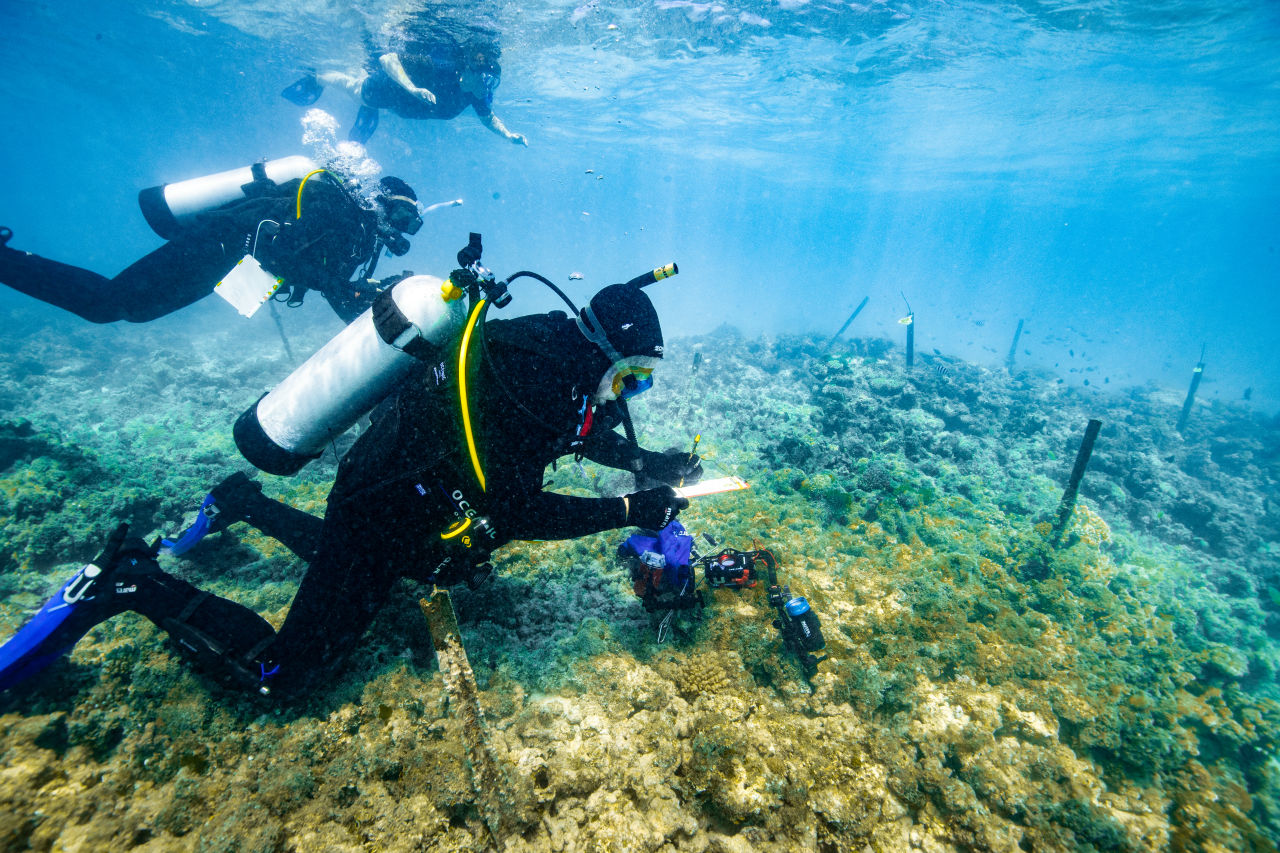 Peter Harrison revisiting the 2016 Coral IVF babies planted around Heron Island, which have reproduced for the first time. Credit: Southern Cross University