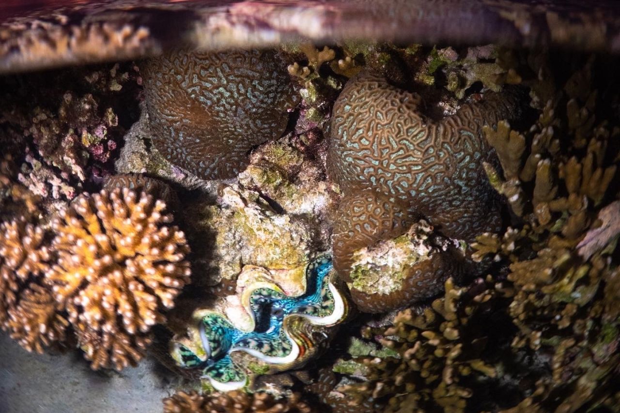 Lady Elliot Island's lagoon is full of incredible corals and other marine life. Credit: Jacinta Shackleton