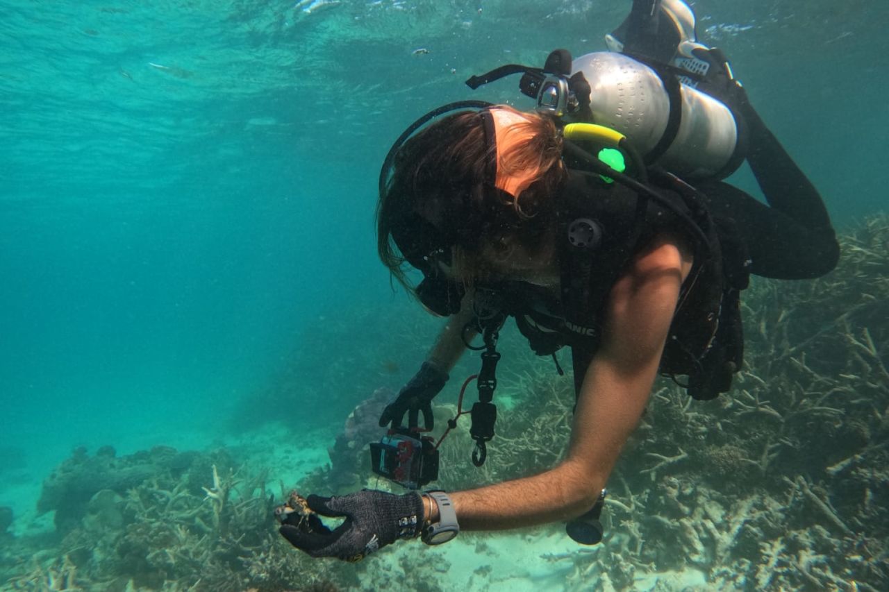 Kenny collecting predatory crabs for experiments on crown-of-thorns starfish