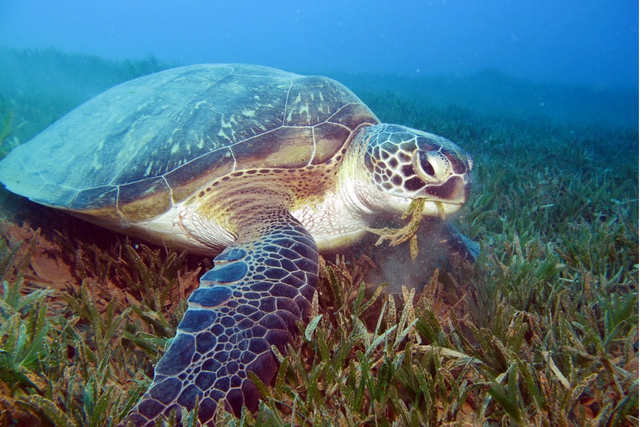 Green sea turtle feeding on a seagrass meadow.