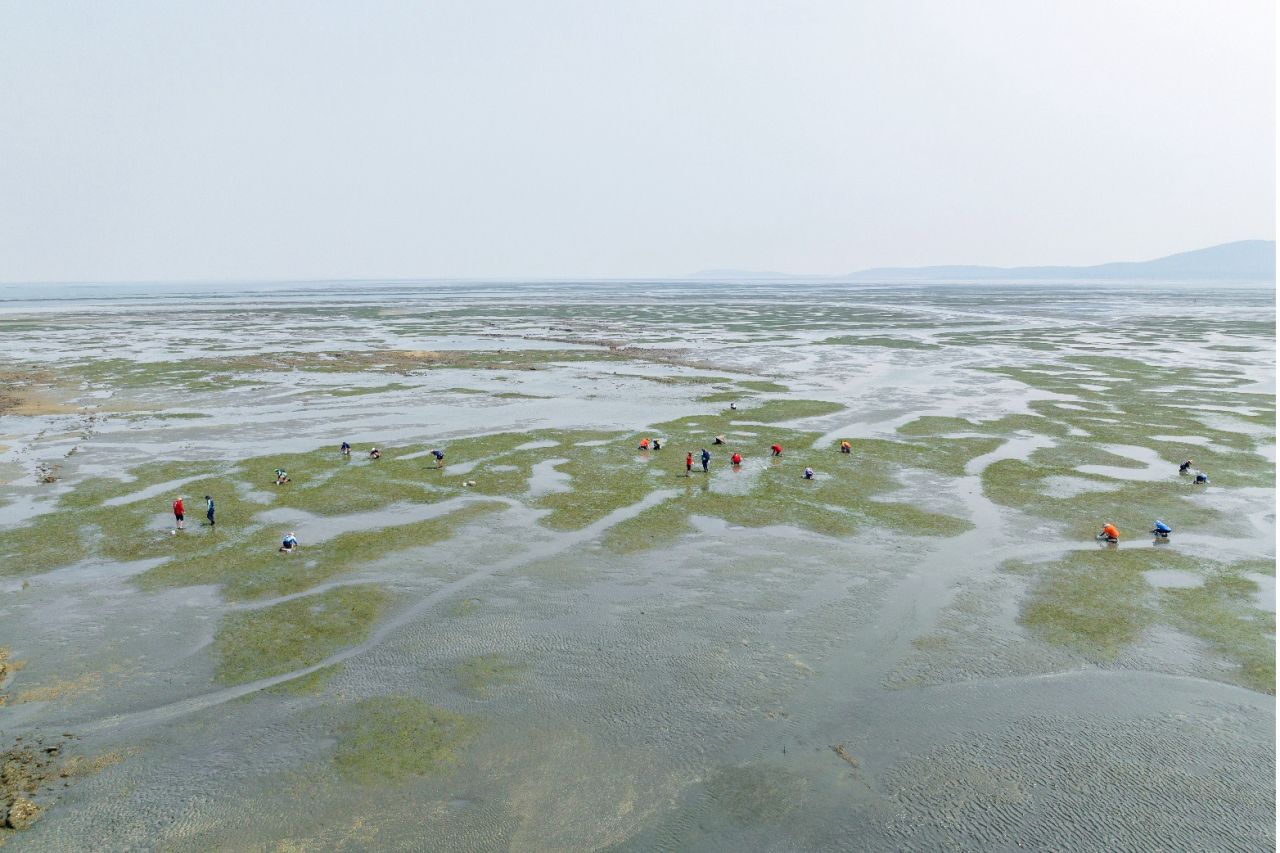 A seagrass flower picking event at Curtis Island.