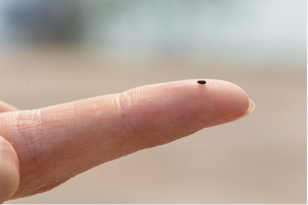 Close up of a single seagrass seed, which has the ability to grow hectares of seagrass from this one seed alone.