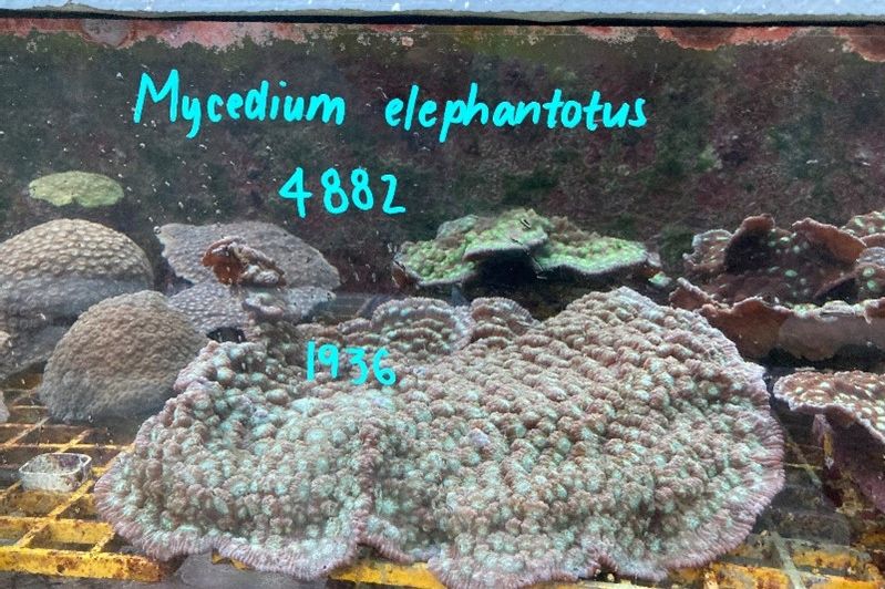 A section of elephant nose coral at the Australian Institute of Marine Science’s National Sea Simulator. Once the coral spawns, Justine and her team collect the sperm for cryopreservation.
