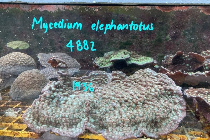  A section of elephant nose coral at the Australian Institute of Marine Science’s National Sea Simulator. Once the coral spawns, Justine and her team collect the sperm for cryopreservation. 