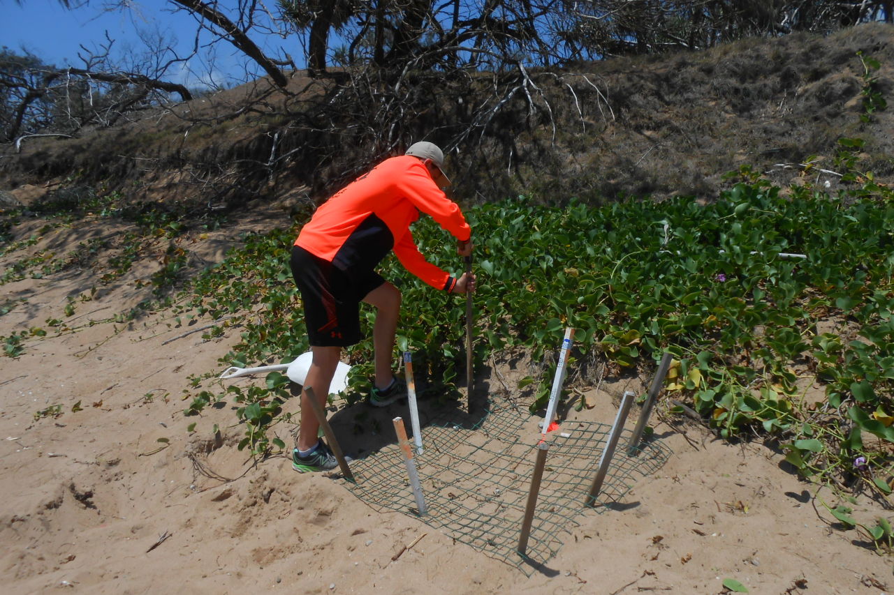 A turtle nest is being protected with predator exclusion fencing as part of Wreck Rock Turtle Monitoring Project. 