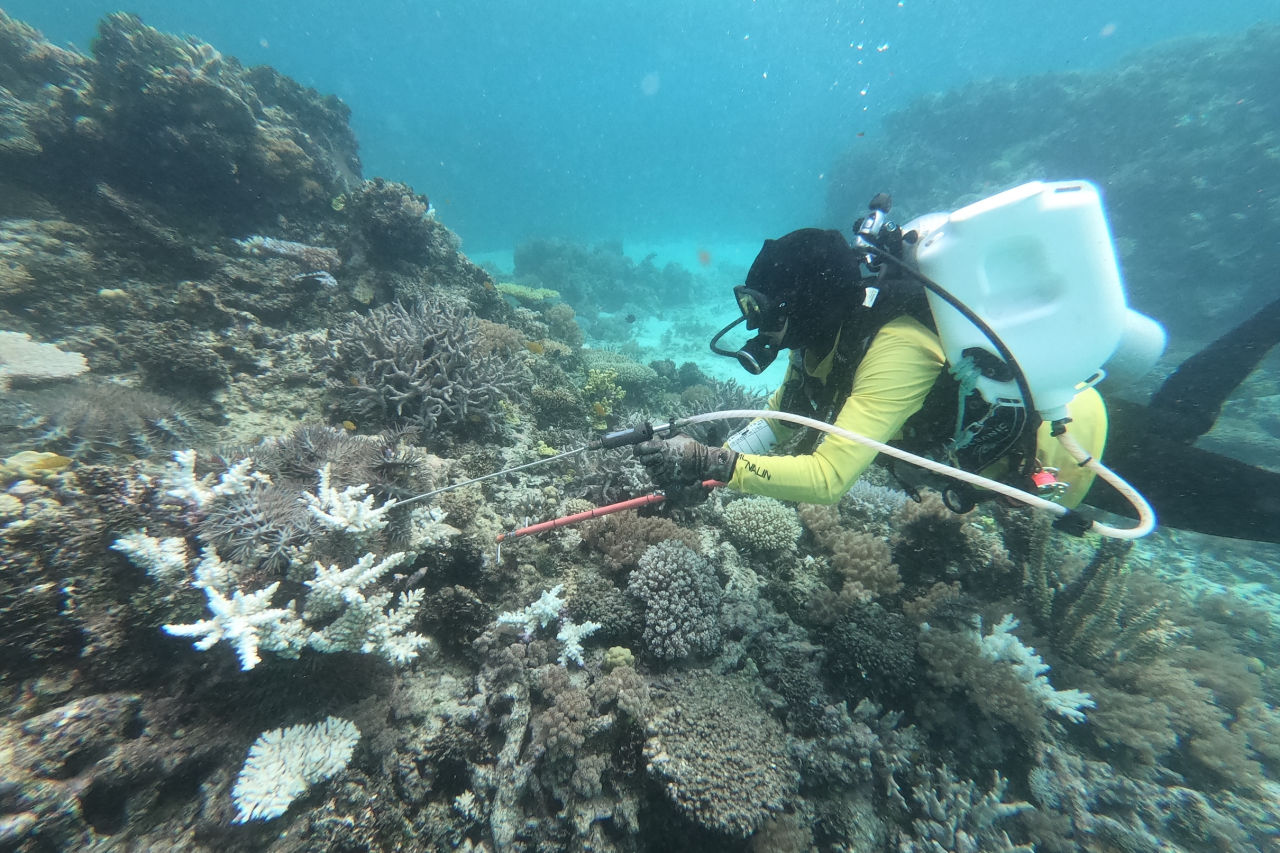 Undertaking COTS culling at Heron Island Reef, Capricorn Bunker group. Credit: Flying Fish V crew/Elizabeth O'Connor