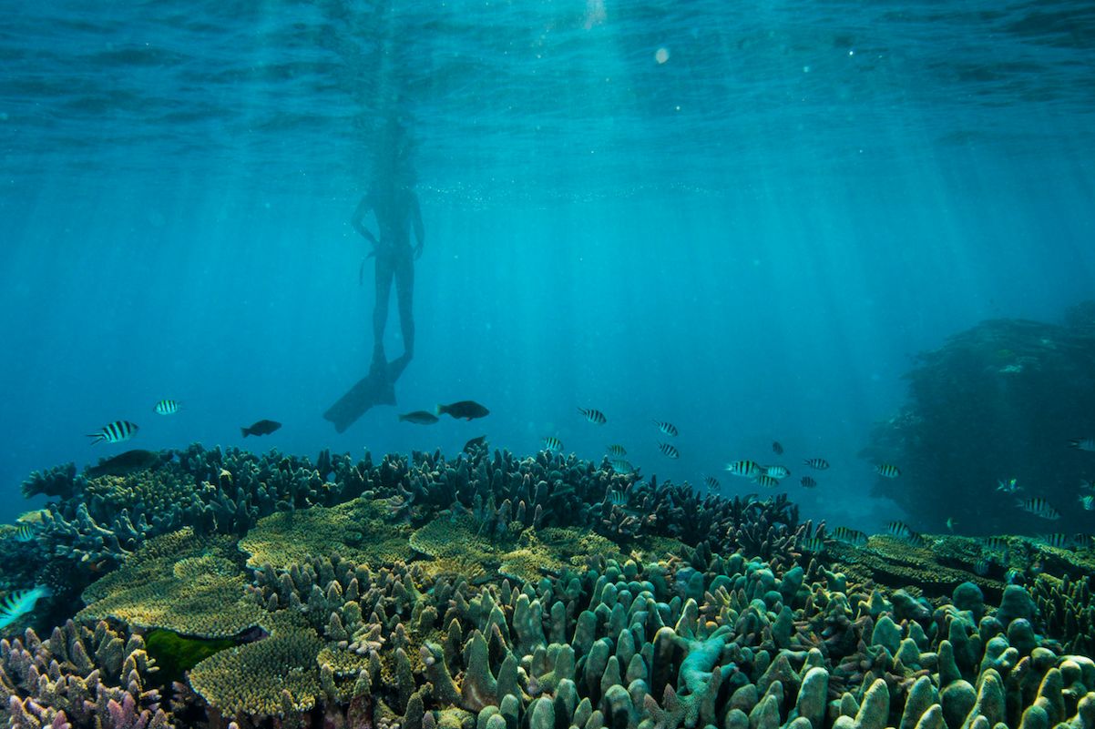 Rising temperatures in our oceans are putting coral reefs under increased stress. 