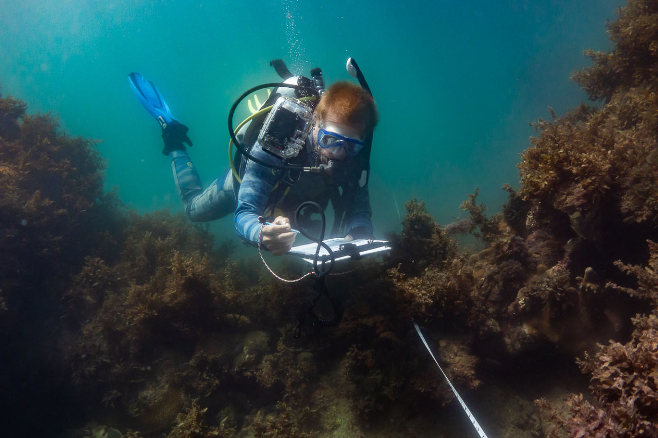Dive surveying in action. Credit: Reef Ecologic